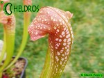 MK H65 Kapturnica Sarracenia x Judy MB 2003