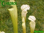 Sarracenia Leucophylla, Adrian Slack clone