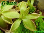 Tłustosz Pinguicula sp. Köhres