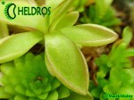 Tłustosz Pinguicula sp. Köhres