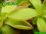 Tłustosz Pinguicula sp. Köhres
