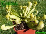 MK H47 Sarracenia x formosa