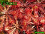Rosiczka Drosera Capillaris COSTA RICA