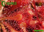 Rosiczka Drosera Capillaris COSTA RICA