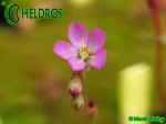 Drosera Capillaris COSTA RICA