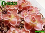 Tłustosz pinguicula spec Tolantongo