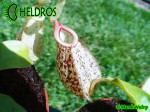 Nepenthes Dzbanecznik HOOKERIANA