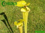 Kapturnica MK F41 Sarracenia Flava var. ornata