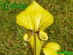 Kapturnica MK F41 Sarracenia Flava var. ornata