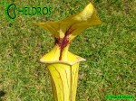 Kapturnica MK F41 Sarracenia Flava var. ornata