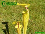Kapturnica MK F41 Sarracenia Flava var. ornata