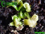 Muchołówka Dionaea Muscipula SPIDERMAN