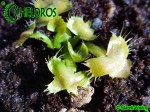 Muchołówka Dionaea Muscipula SPIDERMAN