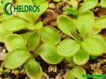 Tłustosz Pinguicula CRASSIFOLIA