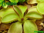 Tłustosz Pinguicula CRASSIFOLIA