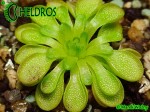 Tłustosz Pinguicula CRASSIFOLIA