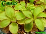 Tłustosz Pinguicula CRASSIFOLIA