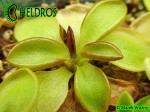 Tłustosz Pinguicula CRASSIFOLIA