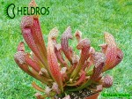 Kapturnica MK H23 Sarracenia x `Dixie Lace’