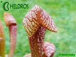 Kapturnica MK H23 Sarracenia x `Dixie Lace’