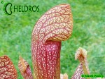 Kapturnica MK H23 Sarracenia x `Dixie Lace’