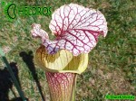 Kapturnica MK H89 Sarracenia x moorei ‘Elizabeth’,Norman Parker