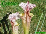 Kapturnica MK H89 Sarracenia x moorei ‘Elizabeth’,Norman Parker