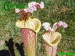 Kapturnica MK H89 Sarracenia x moorei ‘Elizabeth’,Norman Parker