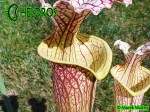 Kapturnica MK H89 Sarracenia x moorei ‘Elizabeth’,Norman Parker