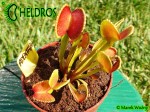 Muchołówka Dionaea ADENTATA - ADENTATE