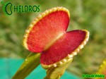 Muchołówka Dionaea ADENTATA - ADENTATE