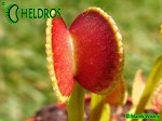 Muchołówka Dionaea ADENTATA - ADENTATE