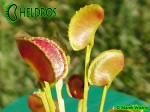 Muchołówka Dionaea ADENTATA - ADENTATE