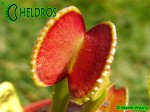 Muchołówka Dionaea ADENTATA - ADENTATE