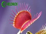 Dionaea Muchołówka Purple Giant