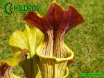 MK H17 Sarracenia alata Red Lid x flava. Striking red inner lids.