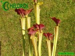 MK H17 Sarracenia alata Red Lid x flava. Striking red inner lids.