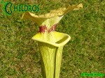 MK H7 Sarracenia x moorei ‘Brooks Hybrid’. Tall pitchers to 3 12 feet. Possibly one of the tallest Sarracenia.