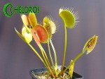 Dionaea SPIDER Muchołówka
