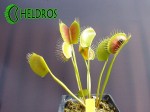 Dionaea SPIDER Muchołówka