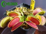 Dionaea TIGER FANGS Muchołówka