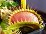 Dionaea TIGER FANGS Muchołówka