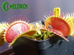 Dionaea TIGER FANGS Muchołówka