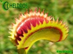 Dionaea Muchołówka UK SAWTOOTH 2