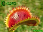 Dionaea Muchołówka UK SAWTOOTH 2