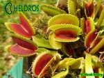 Muchołówka Dionaea SAWTOOTH