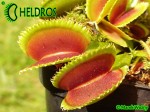 Muchołówka Dionaea SAWTOOTH