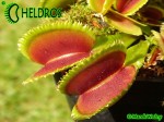 Muchołówka Dionaea SAWTOOTH