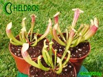 KAPTURNICA SARRACENIA x EVA
