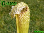 Sarracenia x excellens, Yellow flowered (obtained as 'Loch Ness' - fake) (H-22-DB)